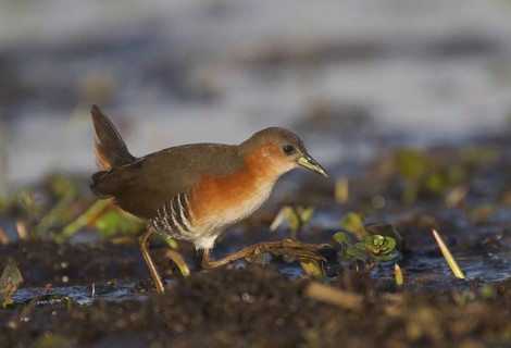 Red-and-white Crake (Laterallus leucopyrrhus), Corrientes, Argentina