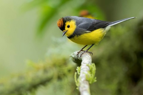 Collared Redstart (Myioborus torquatus) perched on a branch in Panama