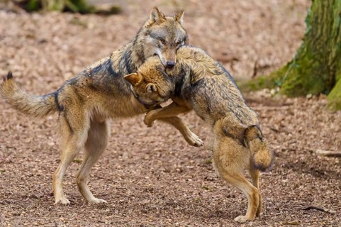 Two wolves stand upright in the forest and seem to embrace each other in a playful gesture, Wolf