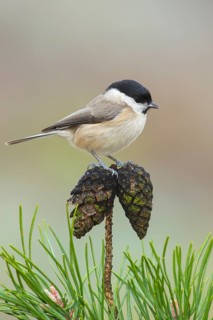 Marsh tit (Parus palustris), sitting on a Scots pine (Pinus sylvestris) cone, Wildlife, Animals,