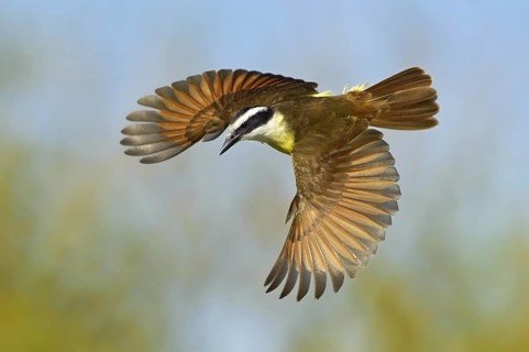 Great Kiskadee (Pitangus sulphuratus) flying, Texas, USA