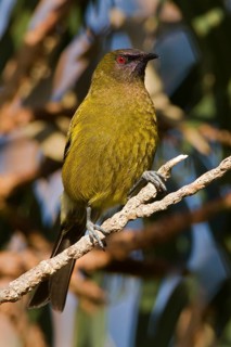 New Zealand Bellbird (Anthornis melanura), Stewart Island, New Zealand
