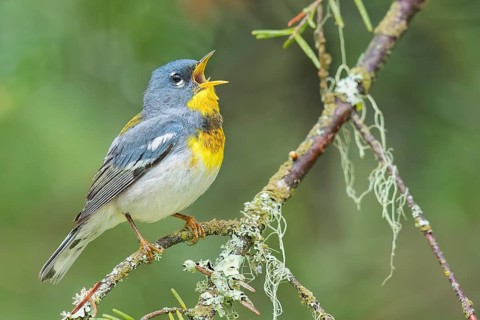 Northern Parula (Setophaga americana) perched on a branch in Ontario, Canada