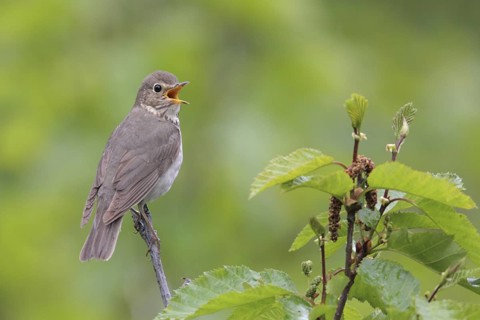 Swainson's Thrush (Catharus ustulatus) singing, Alaska, USA