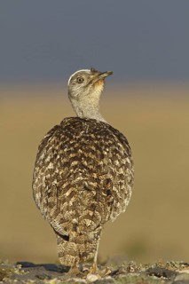 Houbara Bustard (Chlamydotis undulata fuertaventurae), Fuerteventura, Spain
