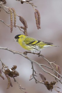 Eurasian Siskin (Spinus spinus) male, St. Gallen, Switzerland