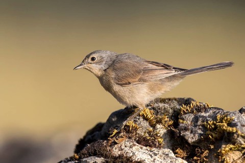 Subalpine Warbler (Sylvia cantillans) juvenile, Castile and Leon, Spain