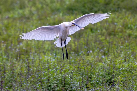 Eurasian Spoonbill (Platalea leucorodia) landing, North Rhine-Westphalia, Germany
