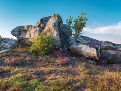 Rock formation and blooming heather, heather blossom in the Teufelsmauer nature reserve, near