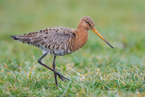 Black-tailed Godwit (Limosa limosa) foraging, Netherlands