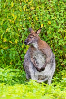 Red-necked wallaby or Bennett's wallaby (Macropus rufogriseus) sits on a green meadow with dense