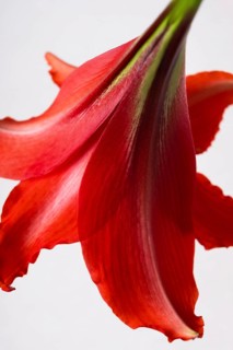 A detailed close-up shot of the lush, vibrant red petal of an Amaryllis flower, highlighting its