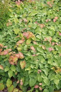 Elfin lavender (Epimedium × perralchicum 'Frohnleiten')