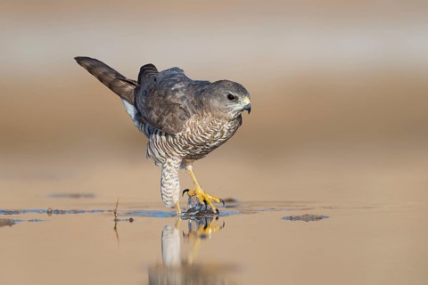 Levant Sparrowhawk (Accipiter brevipes) female, Eilat, Israel