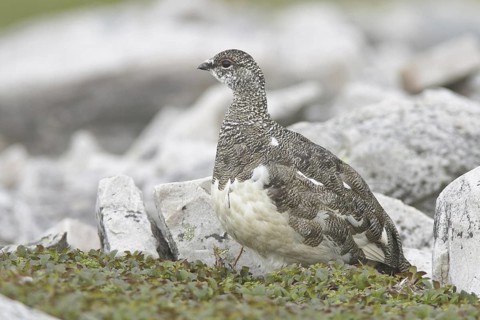 Rock Ptarmigan (Lagopus muta), Newfoundland, Canada
