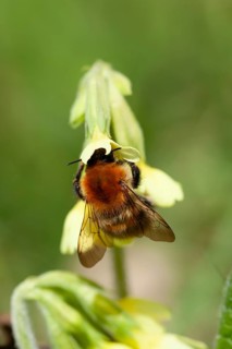 Common carder bee (Bombus pascuorum) adult insect feeding on an Oxlip wildflower flower in spring,