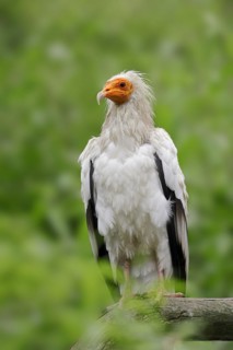 Egyptian Vulture (Neophron percnopterus), Provence, Southern France
