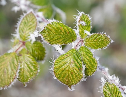 Blackberry (Rubus sectio Rubus), leaves with hoarfrost, shallow depth of field, Thuringia, Germany