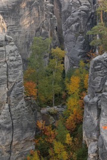 Trees growing on rocks. Fall foliage in the bohemian paradise. Prachov Rocks (Czech: Prachovské