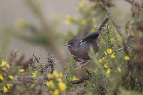 Dartford Warbler (Sylvia undata), Portugal