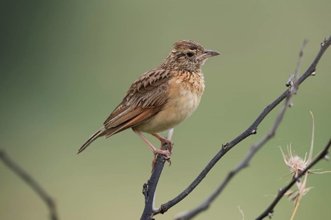 Bush Pipit (Anthus caffer), adult, on tree, perch, Pilanesberg National Park, North West Province,