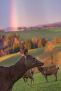 An Altai maral hind, Altai wapiti or Altai elk (Cervus canadensis sibiricus) stands in a meadow. A