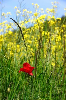 Poppy flower in front of rape field, May, Germany