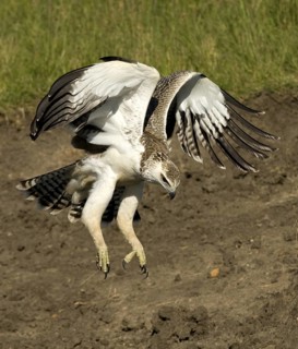 Martial Eagle (Polemaetus bellicosus) juvenile flying, Masai Mara, Kenya