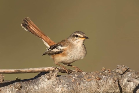 White-browed Scrub Robin (Cercotrichas leucophrys), Ethiopia