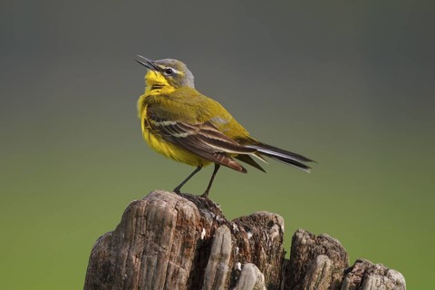 Western Yellow Wagtail (Motacilla flava) singing, North Rhine-Westphalia, Germany