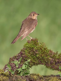 Swainson's Thrush (Catharus ustulatus) perched on mossy stump, Texas, USA