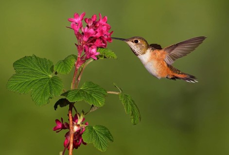 Rufous Hummingbird Female (Selasphorus rufus) - (Selasphorus rufus) - Victoria BC, Canada