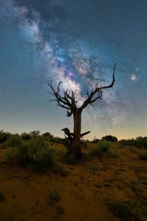 A stark, gnarled tree stands against the breathtaking backdrop of the Milky Way in the Utah desert,