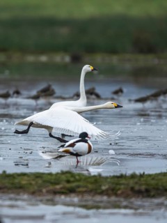 Tundra Swan, Bewick's Swan, Cygnus columbianus at winter in Slimbridge, England, United Kingdom