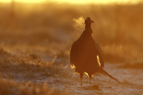 Common Pheasant (Phasianus colchicus) male calling