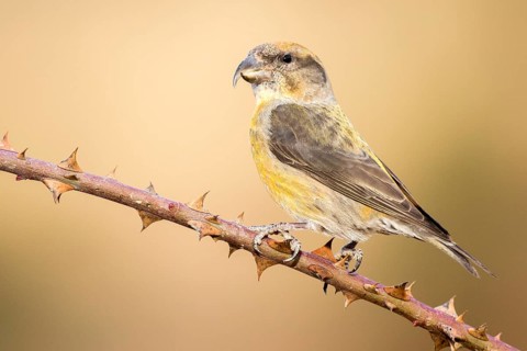 Red Crossbill (Loxia curvirostra) male perched on a branch, Aragon, Spain