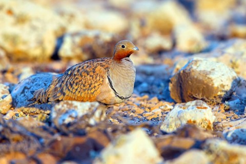 Sandgrouse, (Pterocles orientalis), family of flying fowl, Fuerteventura, Canary Islands, Spain