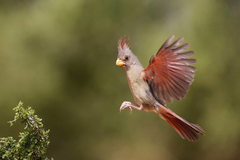 Pyrrhuloxia (Cardinalis sinuatus) female flying, Texas, USA