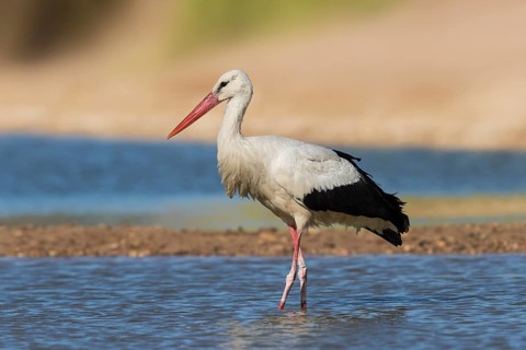 White Stork (Ciconia ciconia) foraging, Eilat, Israel