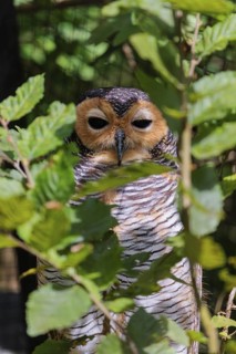 A sleepy Spotted wood owl, Strix seloputo, sitting in a tree, partially hidden behind leaves