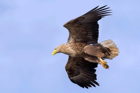 Seeadler