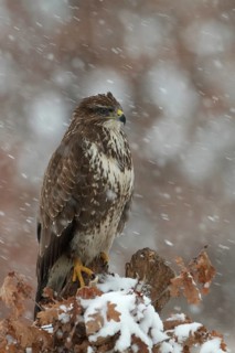Common Buzzard (Buteo buteo), Saxony, Germany