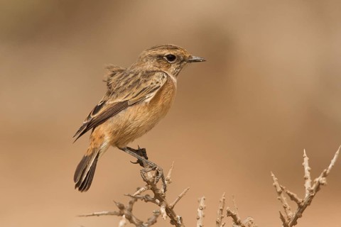 European Stonechat (Saxicola rubicola) female perched on a branch, Morocco