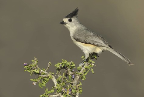 Black-crested Titmouse (Baeolophus atricristatus), Texas, USA