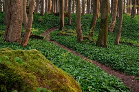 Winding forest path through an idyllic beech forest in spring with lush green wild garlic on the
