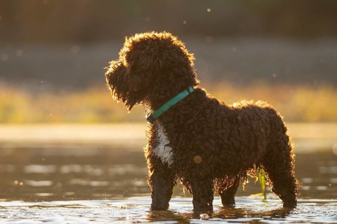 A curly-coated dog stands in a shallow river during a sunny day. The warm light highlights its fur,