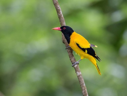 Black-hooded Oriole (Oriolus xanthornus), Sri Lanka