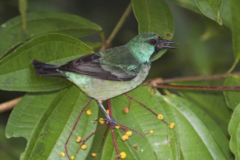 Scarlet-thighed Dacnis (Dacnis venusta), Costa Rica
