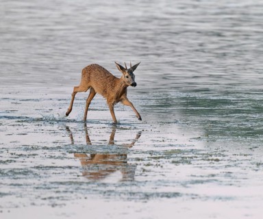 Deer (Capreolus capreolus), young roebuck running through the shallow water zone of a lake, Lower