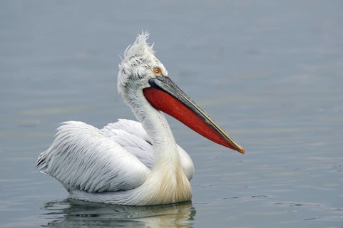 Dalmatian Pelican (Pelecanus crispus), Lake Kerkini, Greece